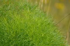 Peucedanum officinale