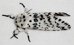 Kamalia australis