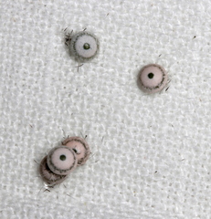 Kamalia australis