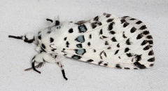 Kamalia australis