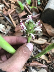 Goeppertia cyclophora