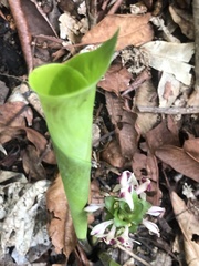 Goeppertia cyclophora