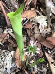 Goeppertia cyclophora