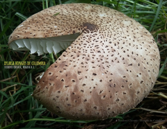 Macrolepiota colombiana