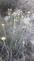 Helichrysum stoechas stoechas