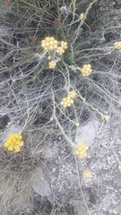 Helichrysum stoechas stoechas