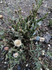 Baccharis crispa