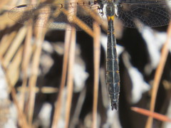 Helocordulia selysii