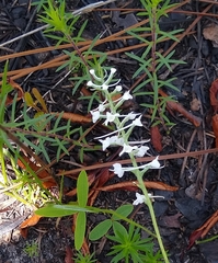 Platanthera nivea