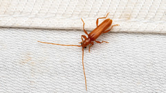 Axinopalpis gracilis