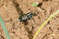 Cicindela ancocisconensis