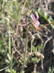 Pelargonium dolomiticum