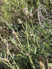 Pelargonium dolomiticum