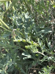 Pelargonium dolomiticum