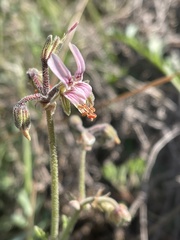 Pelargonium dolomiticum