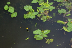 Nuphar lutea