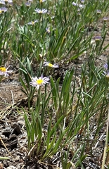 Erigeron corymbosus