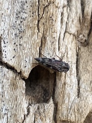 Tomoxia lineella