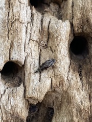 Tomoxia lineella