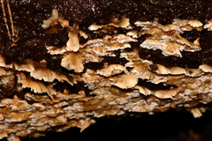 Rigidoporus umbonatipes