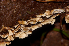 Rigidoporus umbonatipes