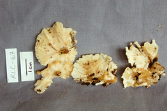 Rigidoporus umbonatipes
