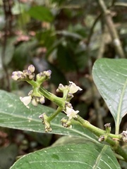 Palicourea brachiata