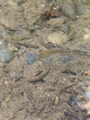 Oncorhynchus kisutch