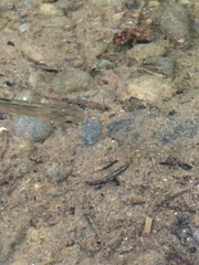 Oncorhynchus kisutch