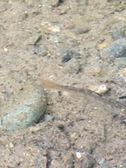 Oncorhynchus kisutch