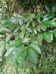 Ficus ampelos