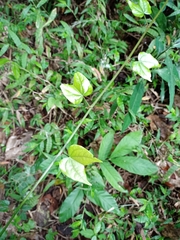 Phanera scandens