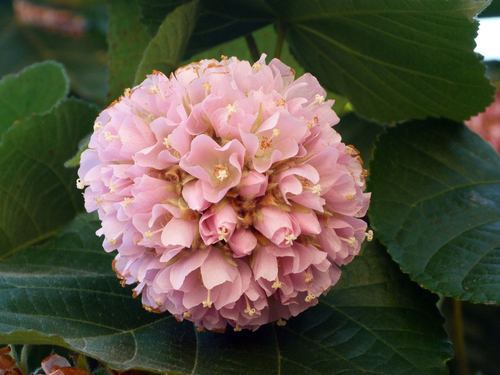Dombeya × cayeuxii