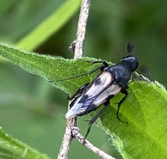 Macrosiagon pectinata