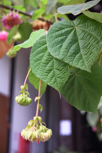 Dombeya × cayeuxii