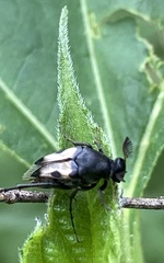 Macrosiagon pectinata