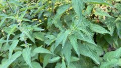 Urtica dioica