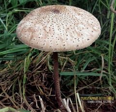Macrolepiota colombiana