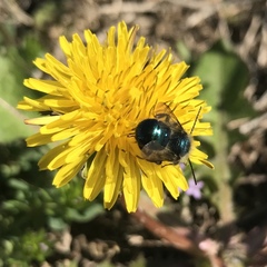 Osmia ribifloris ribifloris