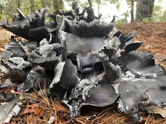 Omphalotus mexicanus
