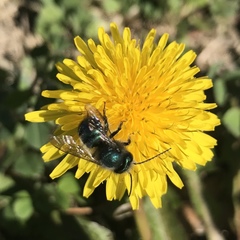 Osmia ribifloris ribifloris