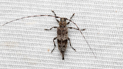 Acanthocinus griseus