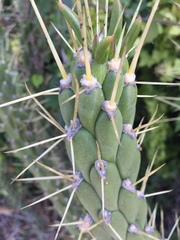 Austrocylindropuntia