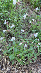Silene latifolia