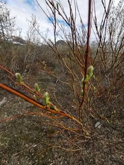 Salix boganidensis