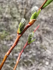 Salix boganidensis