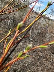 Salix boganidensis