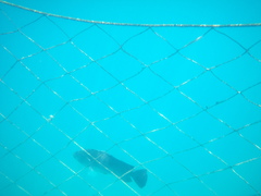 Lobotes surinamensis