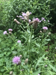 Cirsium arvense