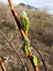 Salix boganidensis